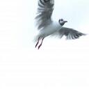 dana kranz - @Schoenstes - Twitter