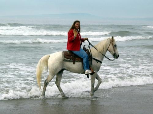 We offer a full range of equestrian services from an exhilarating ride along the beach to a romantic horse-drawn carriage for your wedding or special occasion.