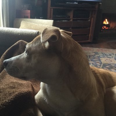 DeeTx1953's profile picture. Retired Texas state employee. Former teacher. Cancer survivor. Live in the country with my husband and 2 rescue dogs. Dem since 1972. No DM or lists