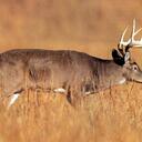 Robert Wiggins - @20gauge10 - Twitter