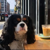 Frankie (@franklestweets) 's Twitter Profile