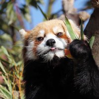 Лисопанда (@existential_fox) 's Twitter Profile