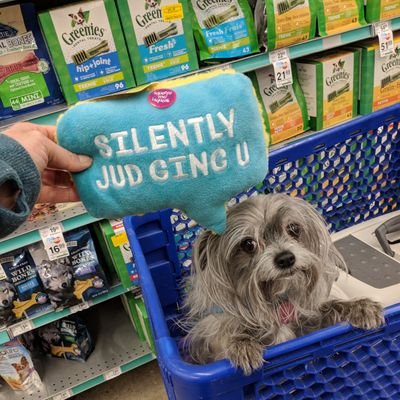 #zelda #ottawa #feminist #millennial #crossstitch #dogs #chihuahua #canadian