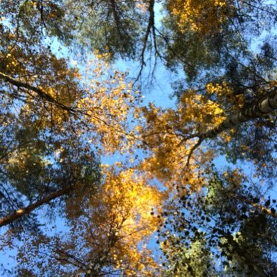 Surebet18's profile picture. publicerar sk surebets. vinst oavsett utfall. Ibland även vanliga bett och då med unit 0,1-5