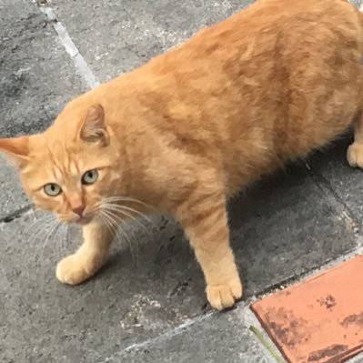 madaowarenaikar's profile picture. 日本ヴィーガン研究所です。ヴィーガンの理念を日本で広める為に活動しています。