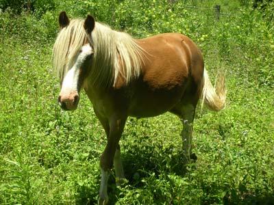 We are the Taylor Hicks Look-Alike Contest Winners. We are the worlds greatest band and we will make you wanna ride a pony.