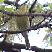 Ryan Serio (@rserio78) 's Twitter Profile