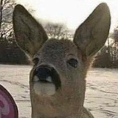 LuisMaeda3's profile picture. Roof Roof