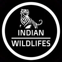 Indian Wildlifes(@indianwildlifes) 's Twitter Profile Photo