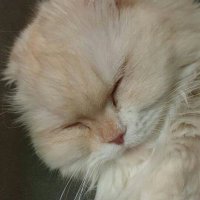 얌얌 (@jokkaraneo) 's Twitter Profile