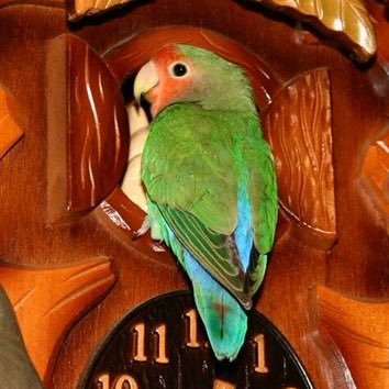 miyoko_voice's profile picture. コーラスグループ♫サーカス、新妻聖子さん、チームナックスそして最近は松下洸平さんも大好きです。福岡から遠征するも多いです。よろしくお願いいたします。