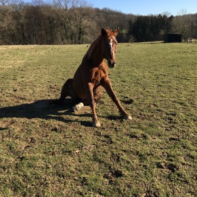 SamiraTropez's profile picture. Heimatverliebt, eher rechts als links, Gegnerin der Merkelschen Flüchtlingspolitik,seit 2016 AFD-Wählerin. Tierlieb, naturverbunden, Pferde- und Hundebesitzerin