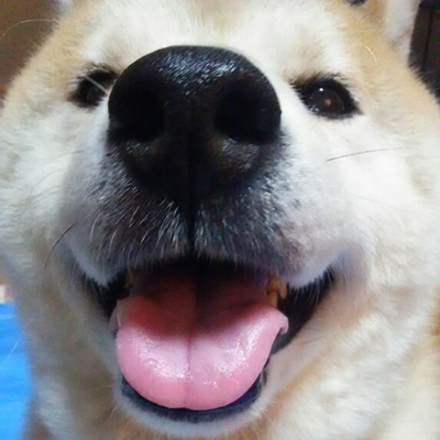 いぬぱんち 熟女犬の寝顔写真集 なんてものが あったら買っちゃいそうな人は挙手 はい 保護犬 チワワ ロングコート チワワ 犬 犬のいる暮らし