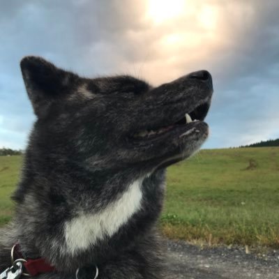 azuki_akitainu's profile picture. ポッチャリ 秋田犬あずき♀2016.11.11生🐕と娘の猫モチ♀🐈2匹合わせると「おしるこ💕」になっちゃう犬と猫のまったりとした田舎暮らしを呟いてます✨ミドリガメのカメ吉の登場は夏季限定❣️(冬は冬眠しちゃうからね)