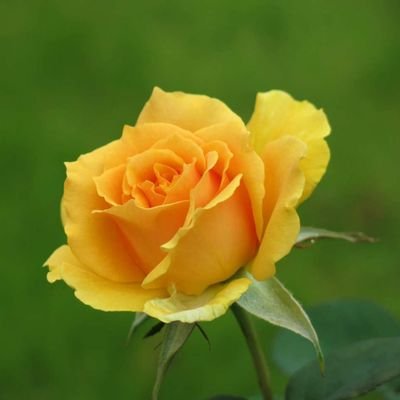 i94YSXahEtgEbYu's profile picture. ミシンが大好き❤️365日（5分でも10でも）ミシンしてます♥️
自分流でバック、巾着を作ってます😉💓♥️❤️