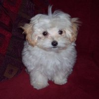 StreetSmart$💎🐾🇺🇸 (@yorkiepoomama) 's Twitter Profile