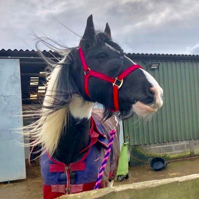 I’m Haribo Harry Pony aged 5 and 3/4, new Brother of @TommyBoyPony (yeah him) I’m the better looking one of us though. My human is Livs, she gives me treats 😋