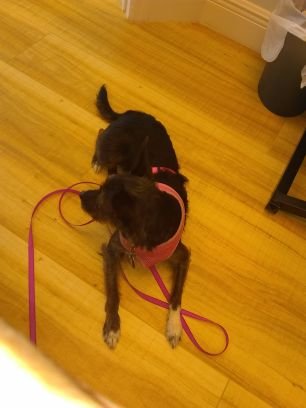 Angie73661311's profile picture. No Stress, Animal Rights🌐, Cannabis Connissuer 😩😆💨 Animal Lover 😊
 Florida Flower Rocks the house! LHS😊