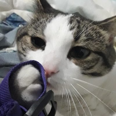 MooZ91's profile picture. Modding is my life!!