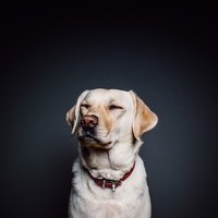 PetLog - Kutyaságok (@petlogdog) 's Twitter Profile