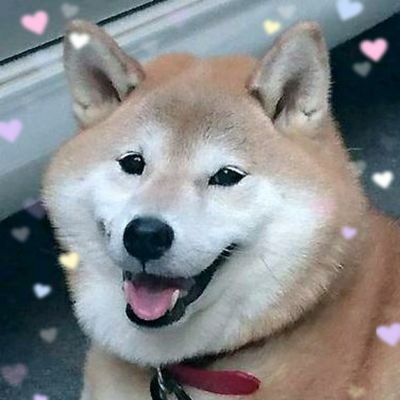 あおはち 通知不具合中 寝てると思いきや パッカーン お腹を触られるのが大好きなハチ 母ちゃんいつものマッサージ頼むわ お腹の黒ずみは汚れではありません アレルギー皮膚炎が黒くなったら炎症が収まってる証拠らしいです 毛が抜けてしまっ