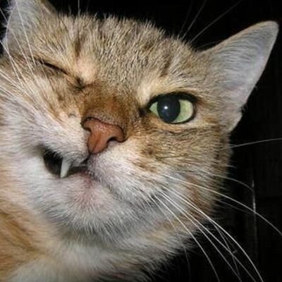 Raze52611133's profile picture. 