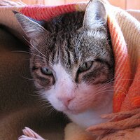 Bagha Byne (@bagha) 's Twitter Profile
