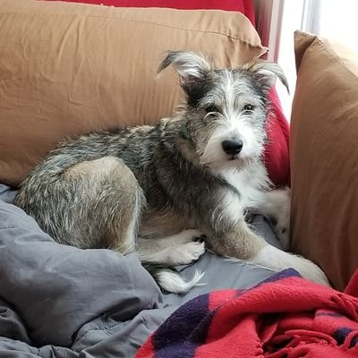 JoshSR94's profile picture. 