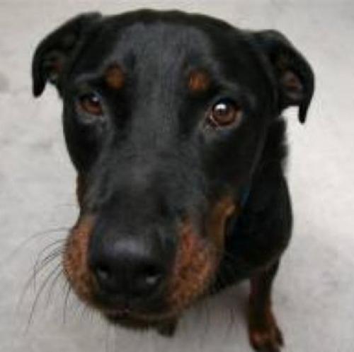 klink_the_dog's profile picture. I'm a Rottweiler. Woof!
