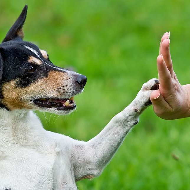 dog training for beginners