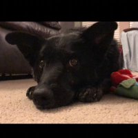 Dory The Dog(@dory_dog) 's Twitter Profile Photo