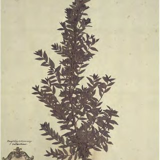 Myrtus