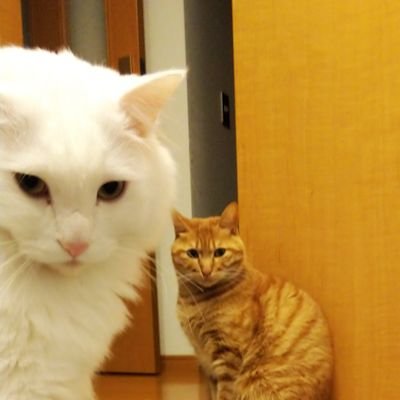 ガチンコニャンコクラブ生

1期生　カンタ　猫歴5年
 性格　怖いもの知らずで人懐っこい。

2期生　チャースケ　猫歴4年
 性格　人見知りでビビリ症。

#ガチンコニャンコクラブ
#どうぶつサウナ
#NBA
#Lakers