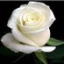 𝓡𝓸𝓼𝓲𝓮🌹 (@brosie143) Twitter profile photo 𝓡𝓸𝓼𝓲𝓮🌹 (@brosie143) Twitter profile photo