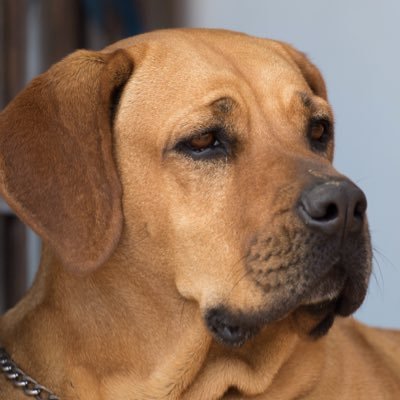 Danielaaum's profile picture. MPA y Sociologo Venezolana