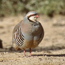 Arston83's profile picture. اسمي خالد وانا من ليبيا 
العمر 27
ذكر
وانا مسلم والحمد لله 
العمل 
مش معروف