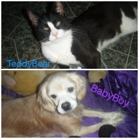 Teddy Bear (@toughteddybear) 's Twitter Profile