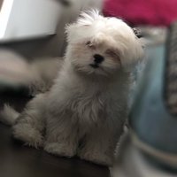 Adam (@adamxlegend) 's Twitter Profile