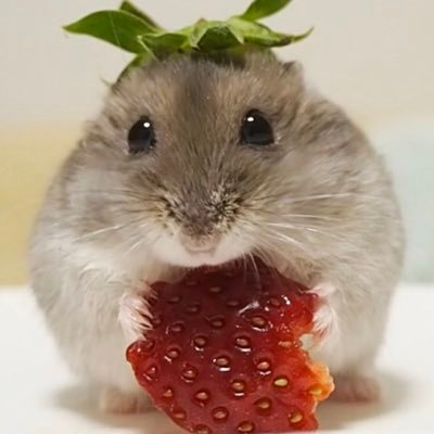 おむすび おいし おむすび ハムスター Hamster ブルーサファイア ジャンガリアン ふわもこ部 いちごの日 いちご