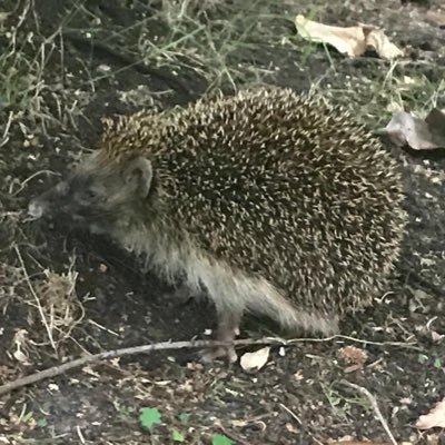 biasys's profile picture. 