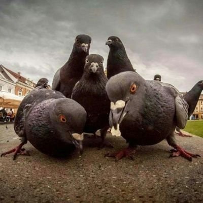 bad_pigeon80 Profile Picture