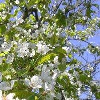 Permakultur Blog (@permablog) 's Twitter Profile