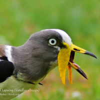 IITA Forest Center (@iitaforest) 's Twitter Profile Photo IITA Forest Center (@iitaforest) 's Twitter Profile Photo