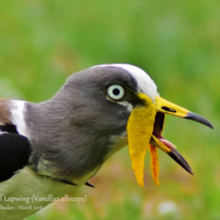 IITA Forest Center(@IITAForest) 's Twitter Profile Photo