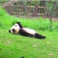 pANDA(@skmtutu) 's Twitter Profileg