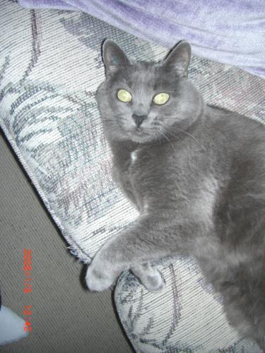 CydneyKitty's profile picture. I live for love, naps and toys