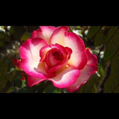 dizruption1's profile picture. Living life as best I can 🚨 yet still trying to keep upto date with REAL news n life 👩‍🔧not at all interested in followers so appreciate no follows thanks 🙏