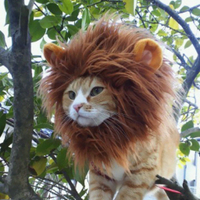 RoadGunner Oscar (: (@pawqy) 's Twitter Profile