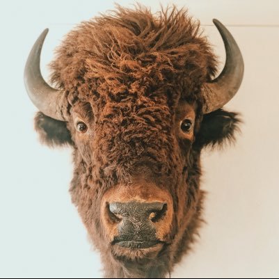 Bison bringing the facts - calling out the bull. An official account of the United States Department of the Interior.