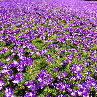 Horticulturist, Mhort(RHS)
Beauty is so often size and commotion for us and fancy labels, that the subterfuge of loveliness all around us goes unseen.